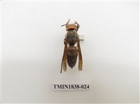 藏品(擬大虎頭蜂)的圖片